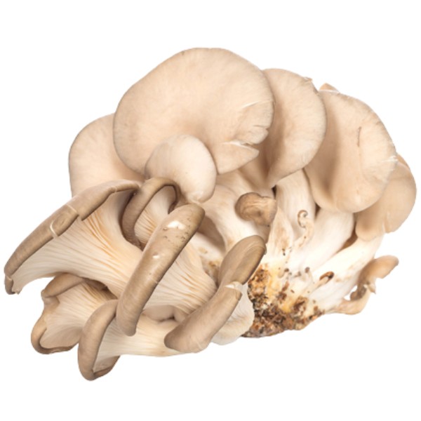 Mushrooms "Marketyan" oyster kg