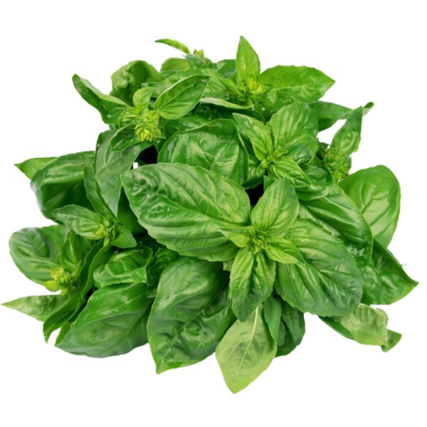 Basil "Marketyan" green pcs